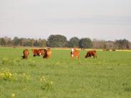 Field with Cows